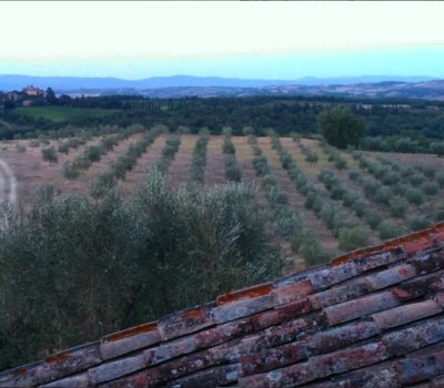 Tuscan olives